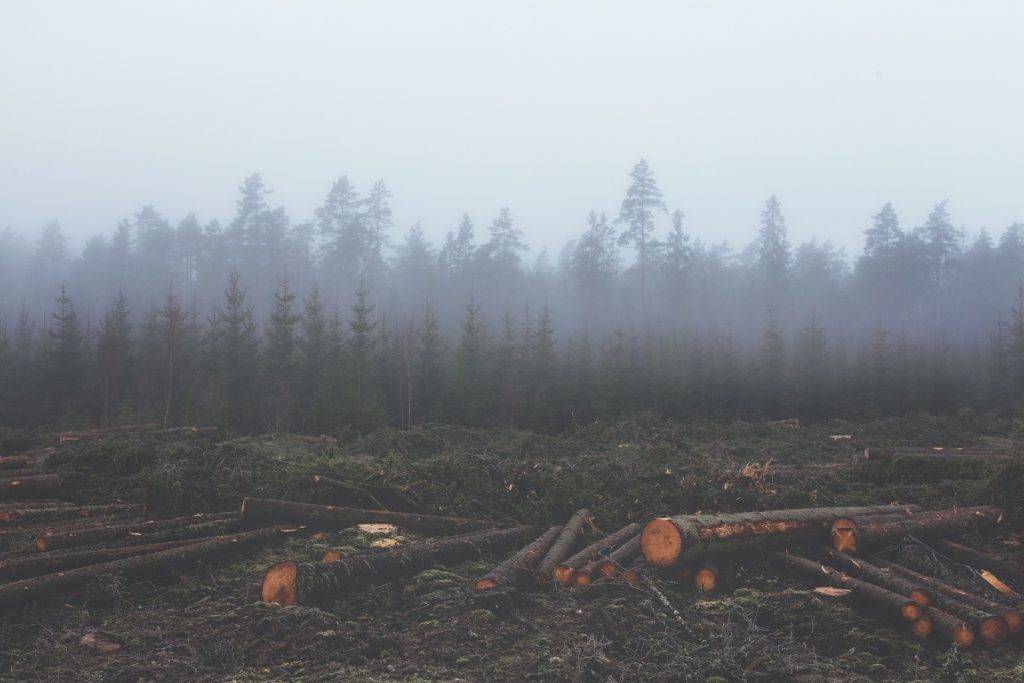 picture of deforestation, showing what it looks like, why we have to save our earth